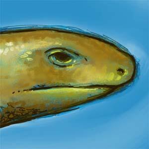 Drawing of a Glass Lizard